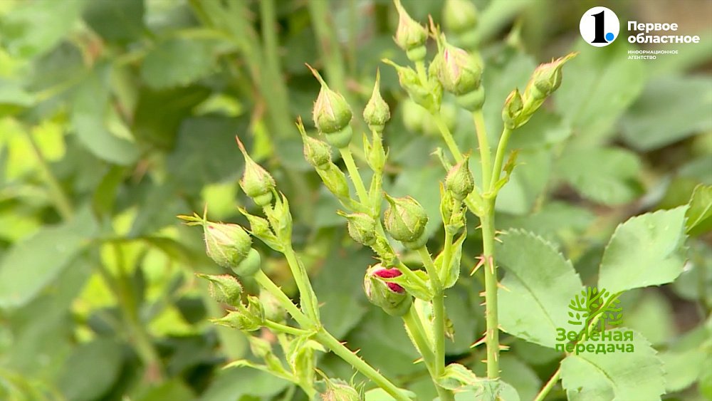 Розы в июне — план работ