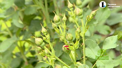 Розы в июне — план работ