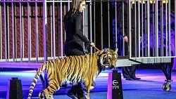 И тут тигр становится Жориком: ретроспектива чемпионата мира — 2014 по дзюдо в Челябинске