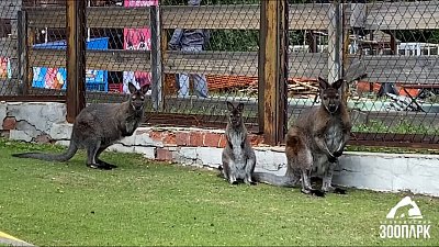 Быстро прыгающих кенгуру Беннета засняли в челябинском зоопарке