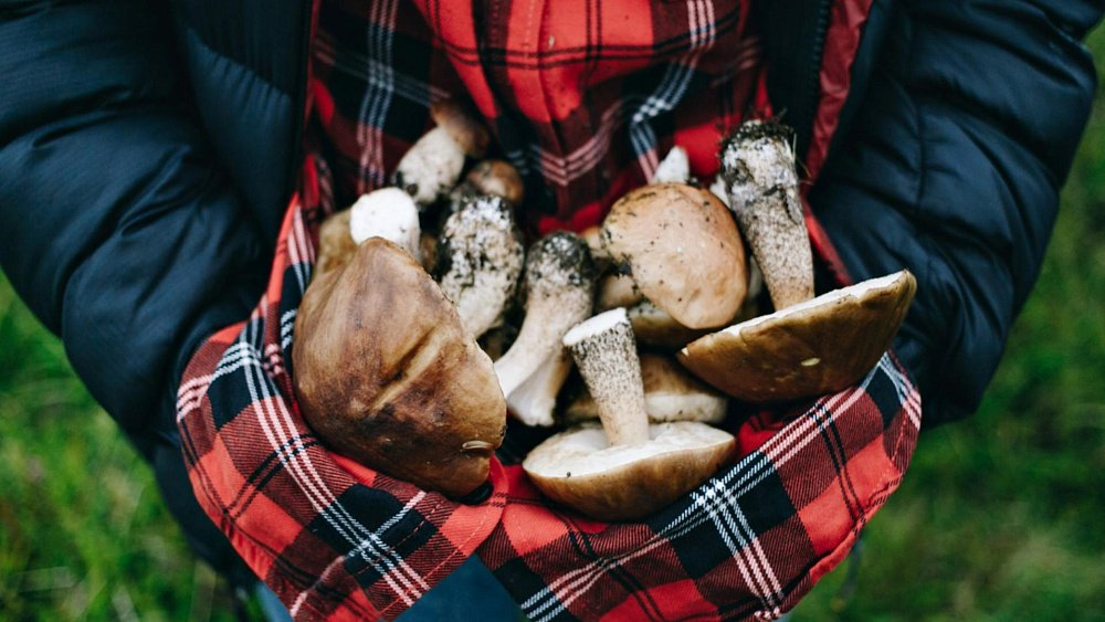 Как не отравиться грибами