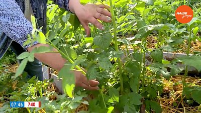 Ремонтная малина. Два урожая за лето в рубрике «Руки садовода»