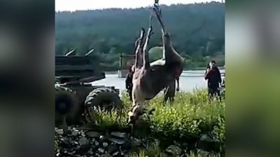 Погибшего лося эвакуировали с реки в Челябинской области