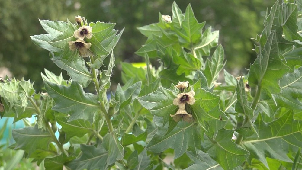 Угроза во дворе: как не отравиться беленой