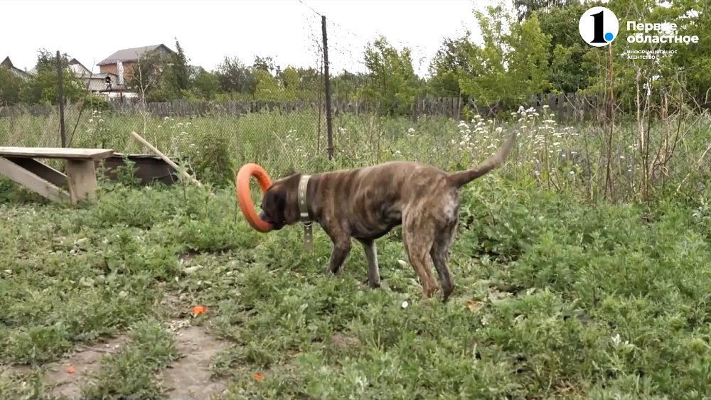 Владельцам собак выдадут лицензии?