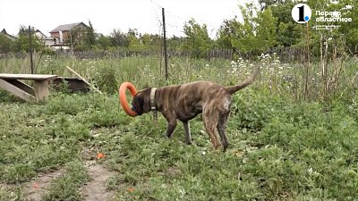 Владельцам собак выдадут лицензии?