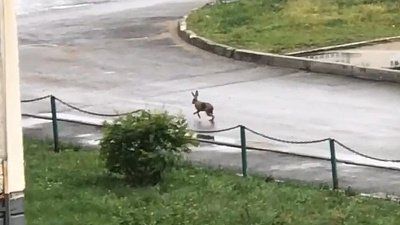 Серенького зайчишку заметили во дворах Челябинска