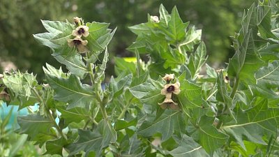 На улицах Магнитогорска растет одно из самых ядовитых растений — белена