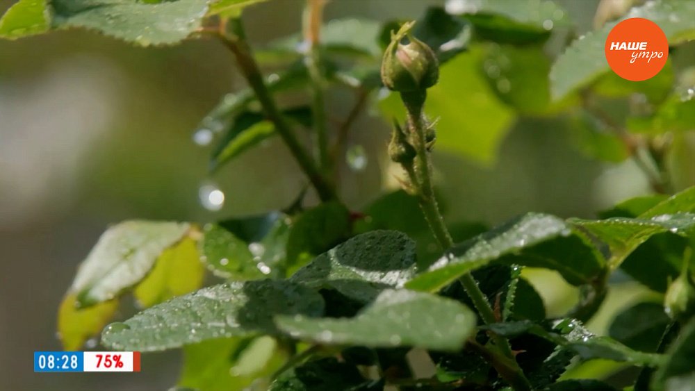 Прекрасные розы в июне — объект повышенного внимания в рубрике «Руки садовода»