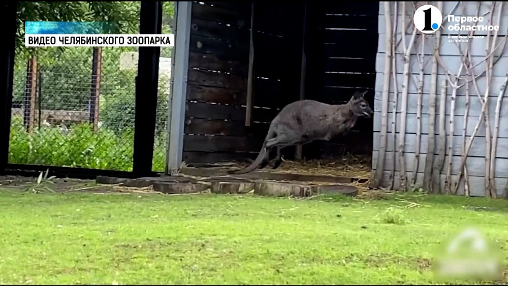 В зоопарке засняли подросших кенгурят