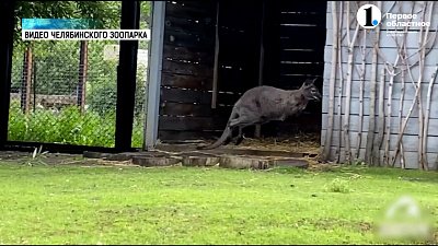 В зоопарке засняли подросших кенгурят