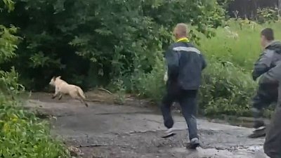 В Магнитогорске спасли собаку, упавшую в открытый колодец