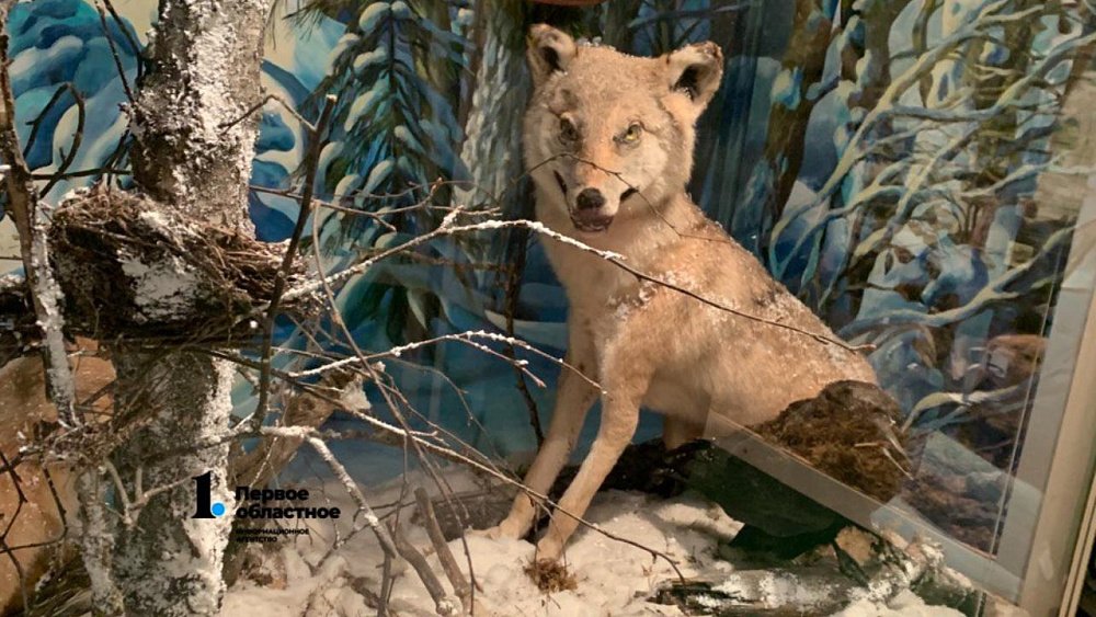 В Челябинской области бешеный волк покусал мужчину и его собак