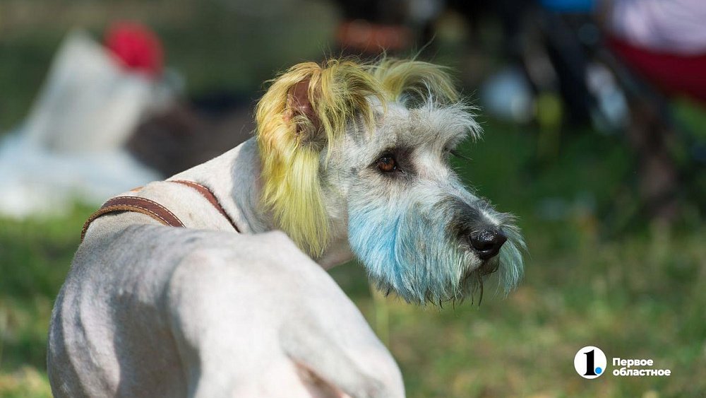 Под Чебаркулем пройдут гонки на сапбордах с собаками