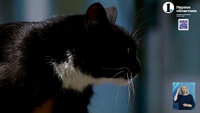 Пожарная кошка помогает спасателям снимать стресс после выезда