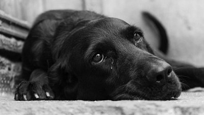 Почему дети становятся живодерами