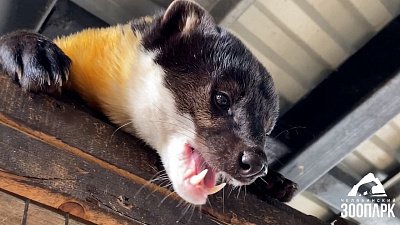 В Челябинском зоопарке харза растерзал новую игрушку