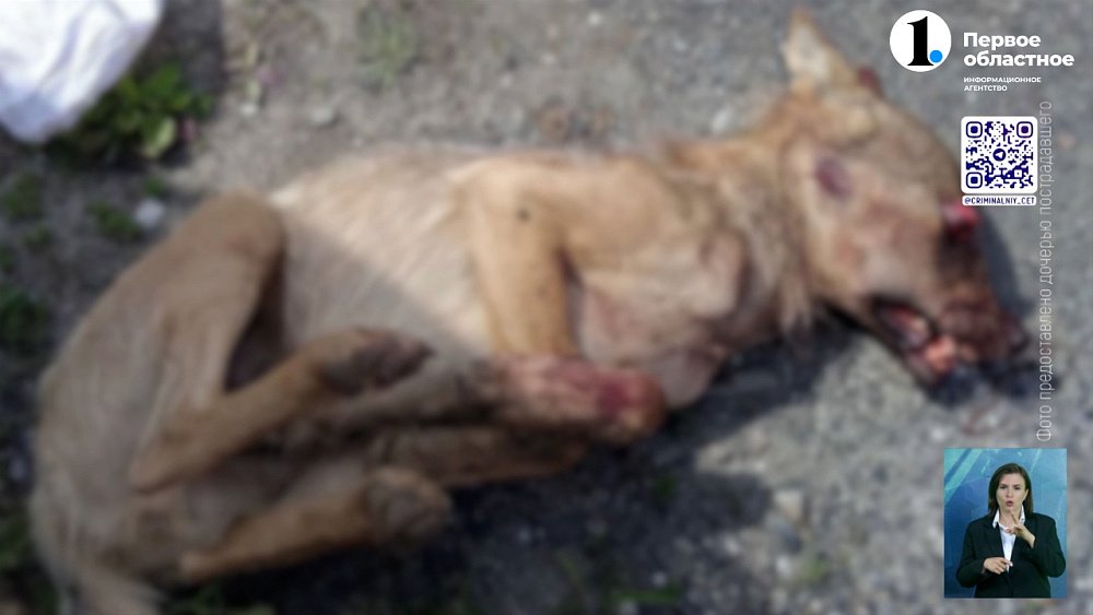 Бешеное животное напало на жителя Нязепетровска