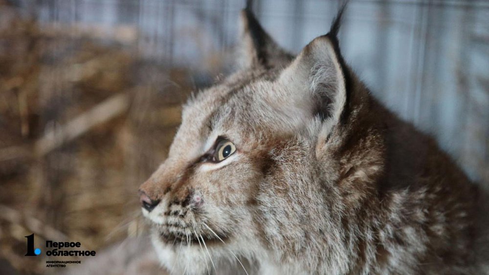 В Ильменском заповеднике рысь пыталась охотиться на студента-геолога