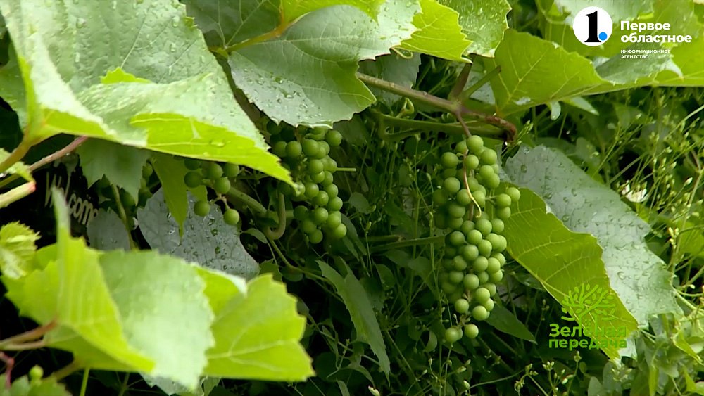 Растения для вертикального озеленения