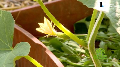 Формировка огурцов — для лучших урожаев