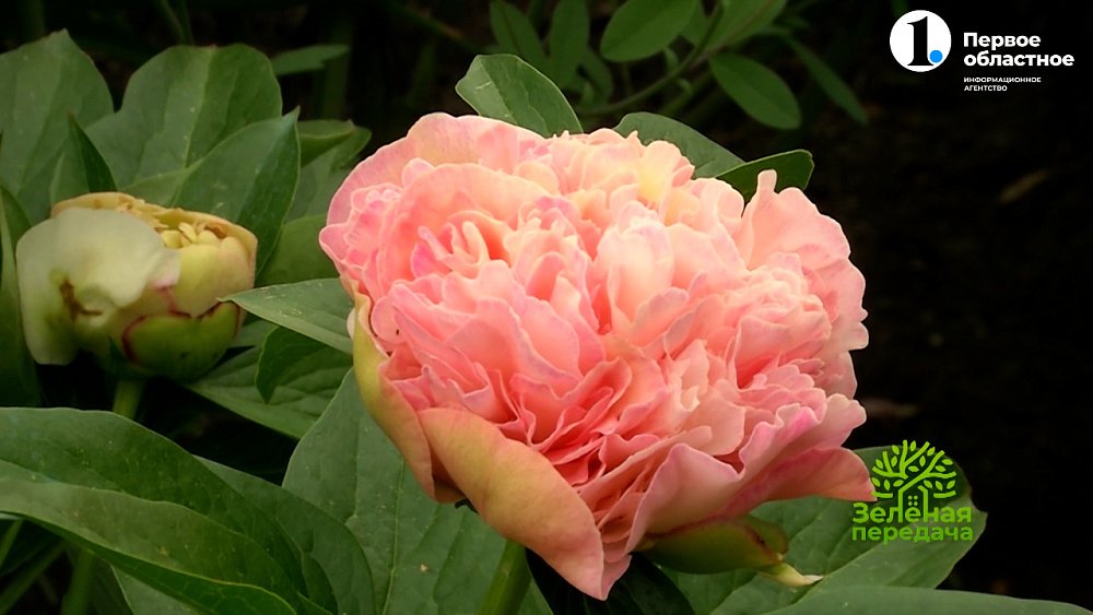 Роскошные сорта пионов из коллекции челябинского цветовода