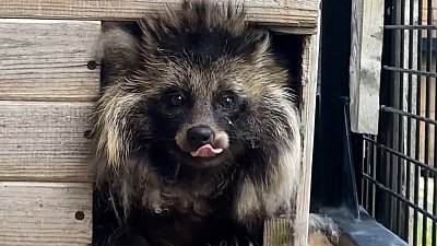 В Челябинском зоопарке рассказали о питомце-интроверте