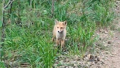 В Озерске сразу трех лисиц заметили в парке