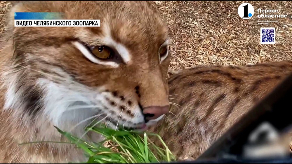 Хищников кормят растениями