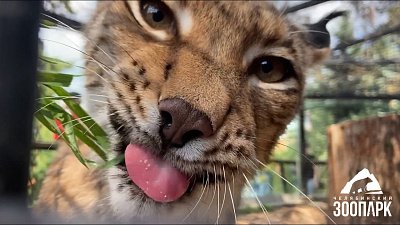 В Челябинском зоопарке хищников угостили травой