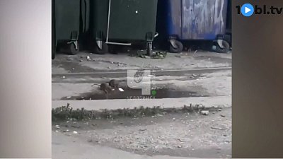 Жители Челябинска жалуются на крыс на контейнерных площадках