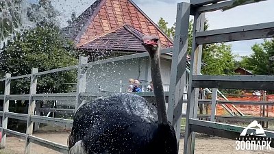 В Челябинском зоопарке страус Моисей принял душ