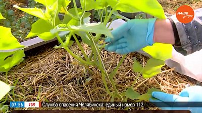 Почему от формировки огурца зависит урожай? — в рубрике «Руки садовода»