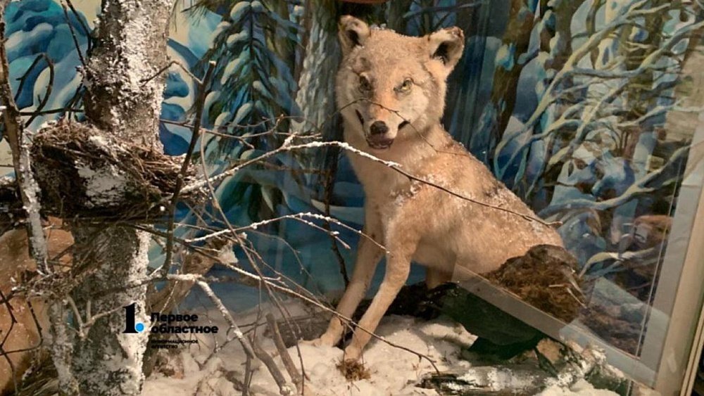 В Челябинской области вокруг места нападения бешеного псевдоволка объявили карантин