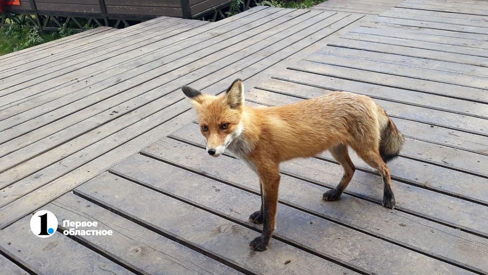 Жителям Челябинской области запретили подкармливать диких животных