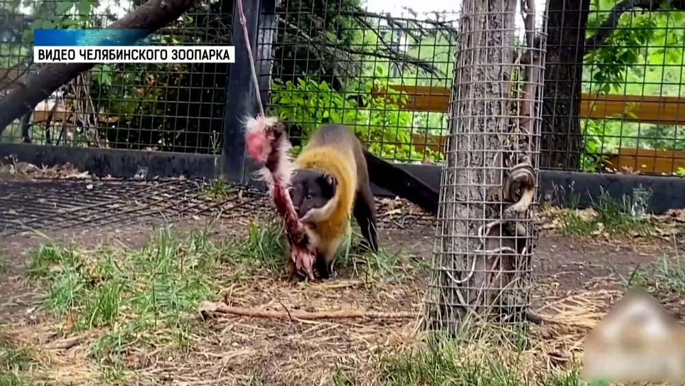 Харза играет с новой игрушкой