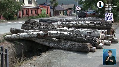 В Миассе женщина устроила под окнами лесоповал