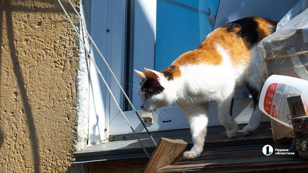  В Челябинской области с начала 2023 года 16 животных погибли от бешенства