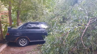 В Челябинске дерево упало на припаркованный автомобиль