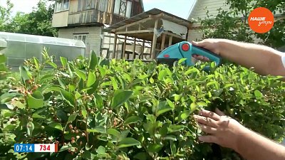 Растения для живых изгородей в рубрике «Руки садовода»