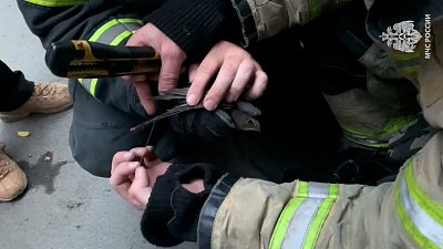 В Челябинске сотрудники МЧС спасли стрижа