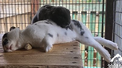 В Челябинском зоопарке кроликов угостили листвой