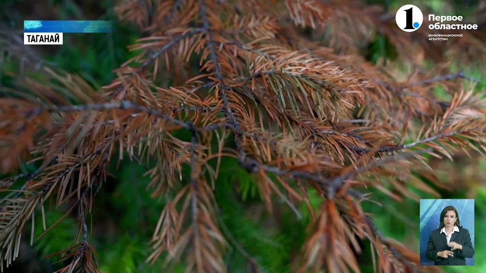 Неизвестные вредители портят лес