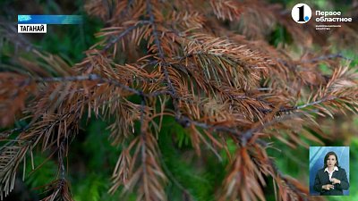 Неизвестные вредители портят лес