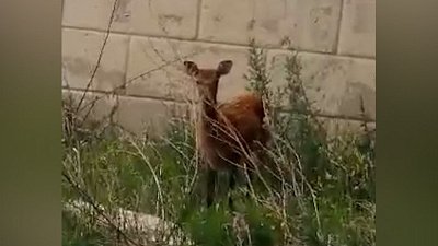 В Челябинске заметили пятнистого оленя