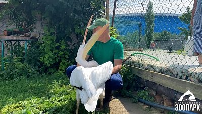 В Челябинском зоопарке рассказали о разных видах пеликанов