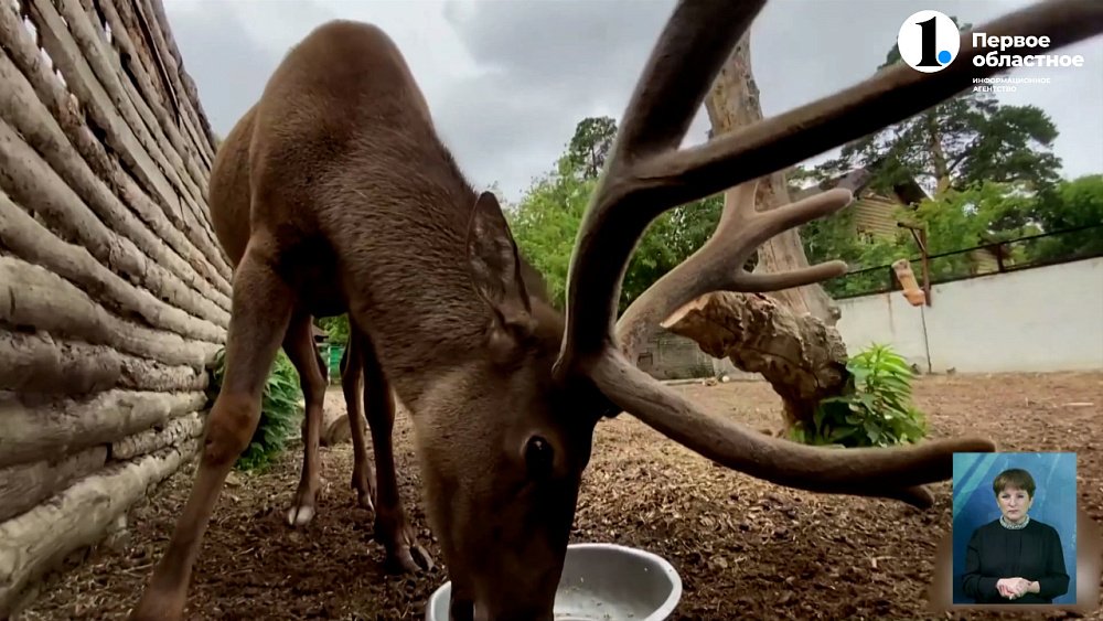 В зоопарке показали рога марала