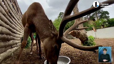 В зоопарке показали рога марала