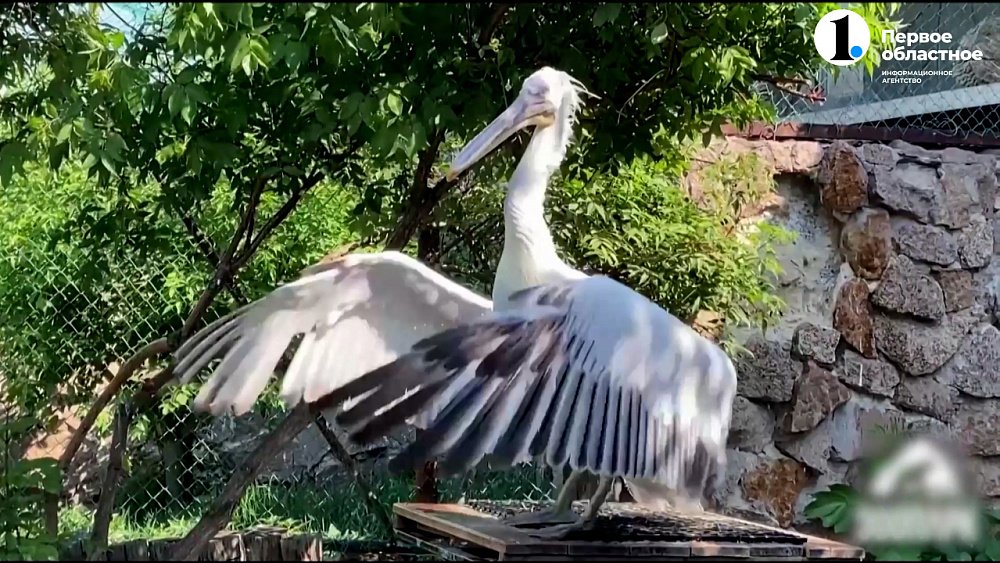 Пол пеликанов внешне не определить