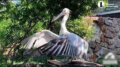 Пол пеликанов внешне не определить